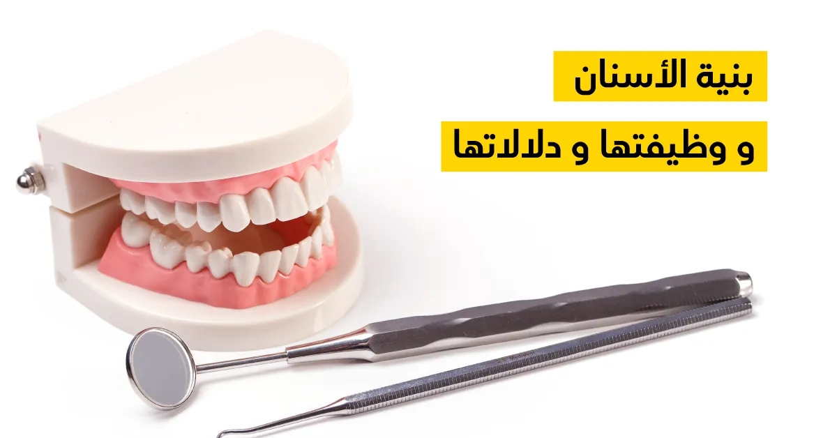بنية الأسنان و وظيفتها و دلالاتها